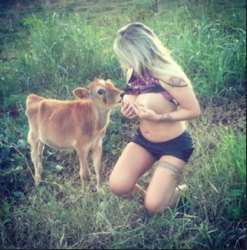 woman breastfeeding cow